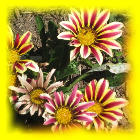 Flower of the Sun Hanover Ont.