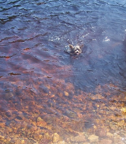 My yorkie going for a swim at Simm's Brook Pool's Cove, NL