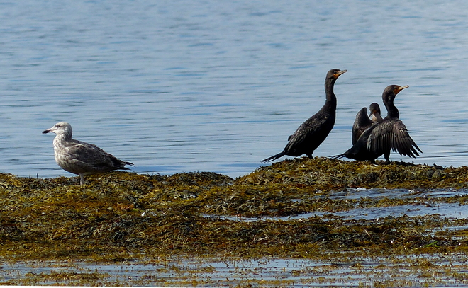 Seagulls and cormorants 1345-2079 Sandy Point Road, Shelburne, NS B0T 1W0, Canada