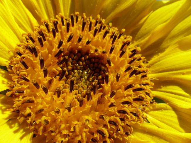 Sunflower Shelburne, NS