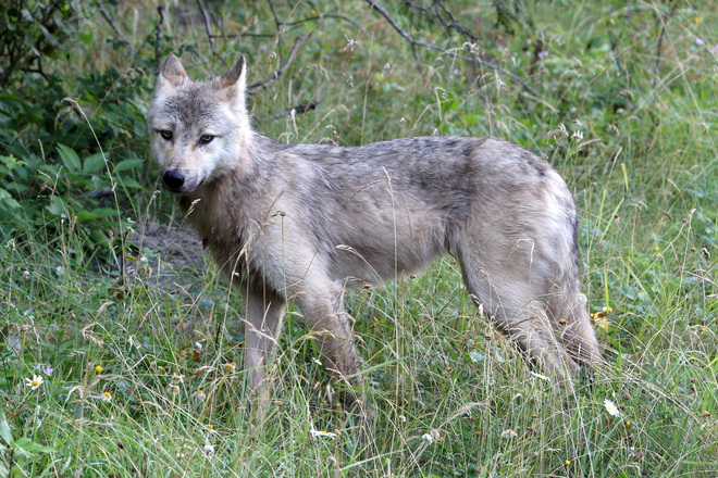 Grey Wolf at Waskesiu Prince Albert National Park, SK