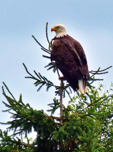 Driving home and seen Eagle. Moncton, NB