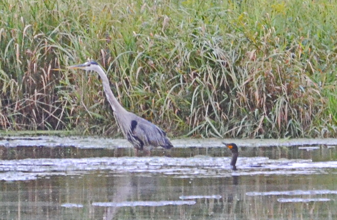 Blue Heron & Cormorant fishing together Lively, Greater Sudbury, ON