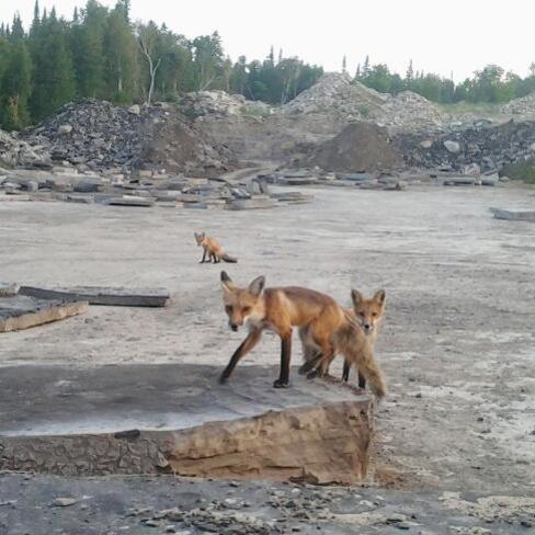 Fox Family Wiarton, ON