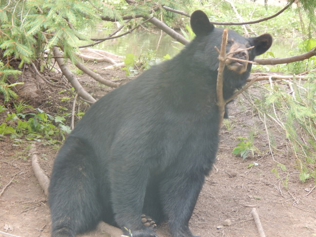 Black Bears Moncton, NB