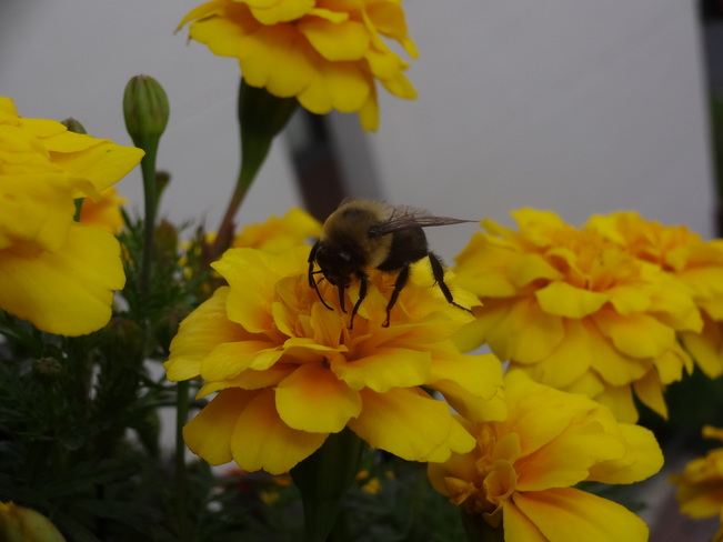 Bumble Bees Spreading Life After The Rain Saint-Lambert, QC
