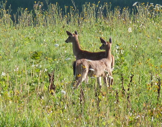 twin fawns are curious about what's going on in the distance Walsingham, ON