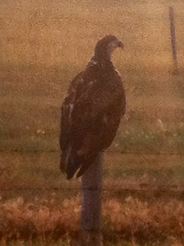 golden eagle Lundbreck, Alberta Canada