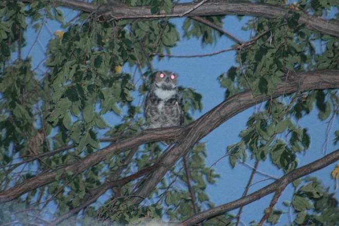 Owl in a Tree Bassano, AB