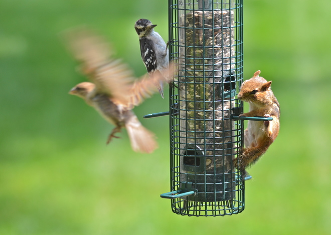 Sparrow, Woodpecker & Chipmunk Oakville, ON