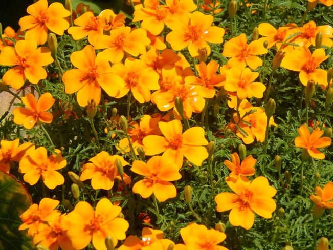 orange flowers Dalhousie, NB