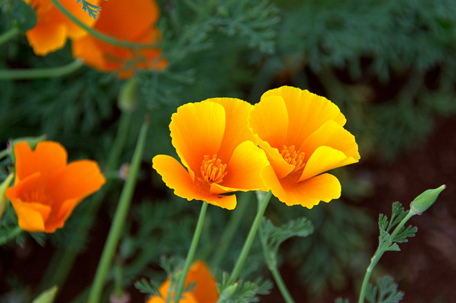Wysmykal Farm's California Poppy Flower (Eschscholzia californica) Chapman Settlement, NS
