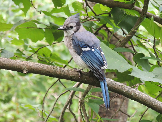 Another beautiful Blue Jay Lynde Shores Conservation Area, Whitby, ON