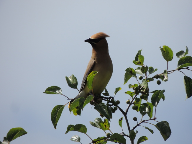 Cedar Waxwing Lynde Shores Conservation Area, Whitby, ON