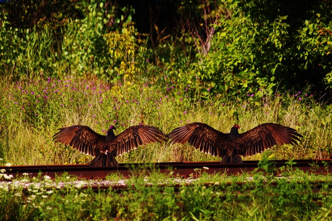 Turkey Vultures in Merritton Merritton, St. Catharines, ON