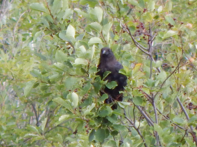 crows Maltais, NB