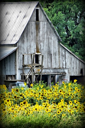 Old barn and sunflowers. Enderby, BC