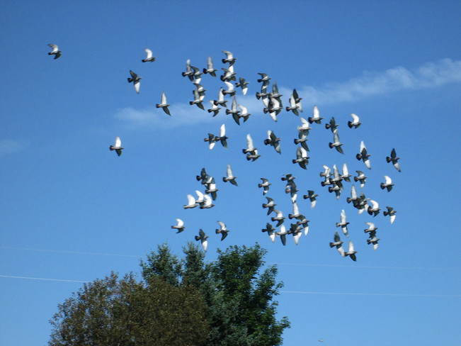 Vol de pigeons dans le magnifique ciel bleu. Québec, QC