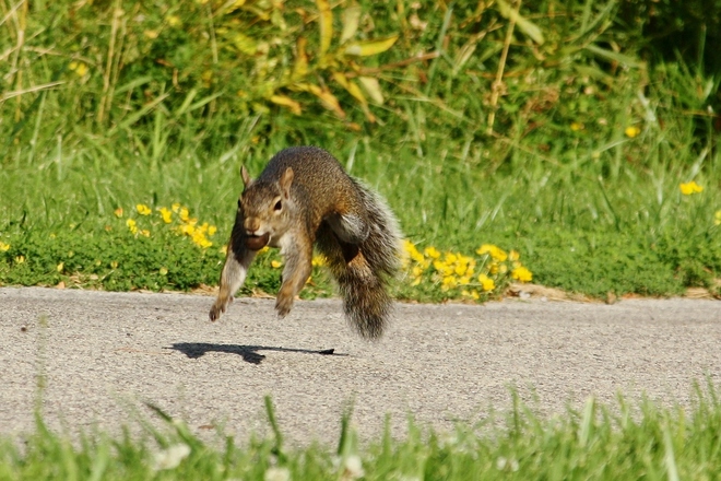Flying Squirrel... Scarborough, Toronto, ON