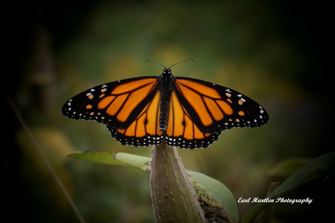 Monarch Butterfly Decline Port Dover, ON
