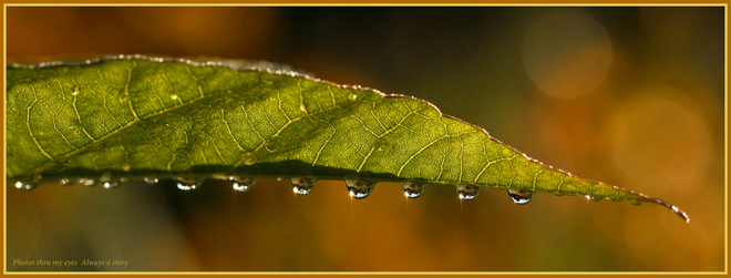 Morning dew drops in the garden. Magnetawan, Ontario Canada