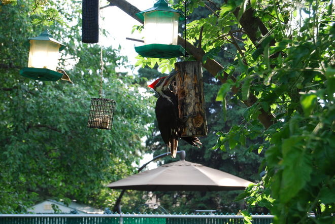 Pileated woodpecker Red Deer, AB