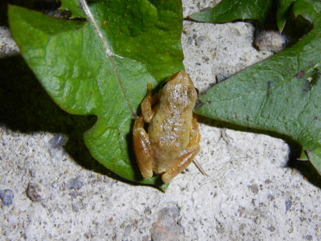Tiny Baby Frog Maltais, NB