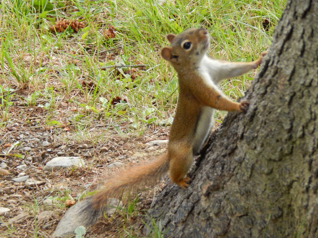 Who has my nuts!!! Maltais, NB