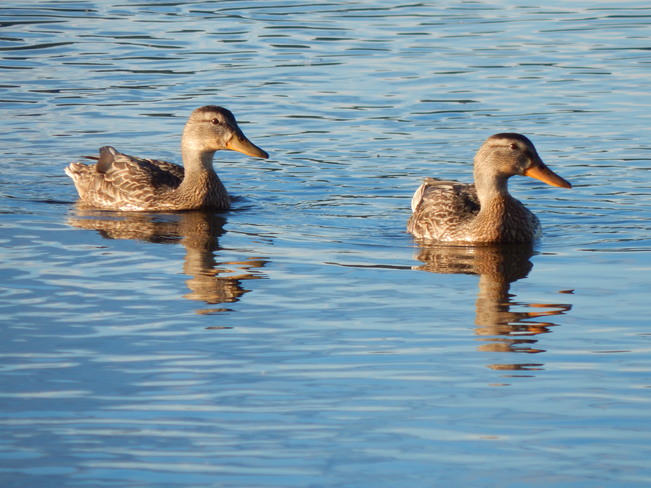 Quack quack Atholville, NB