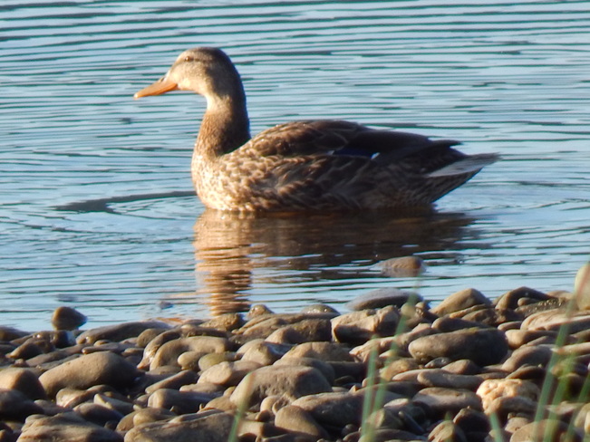 Quack quack Atholville, NB
