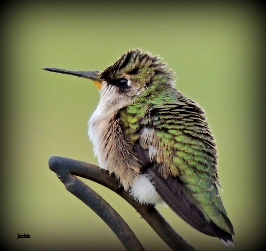 Un colibri femelle Petit-Rocher, N.B.