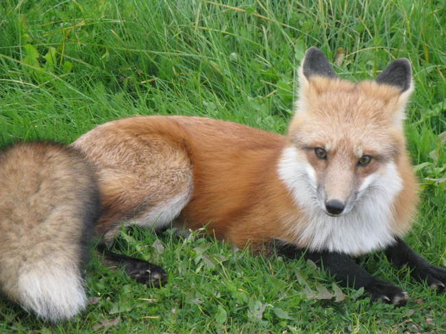 The red fox Prince Edward Island. Canada.