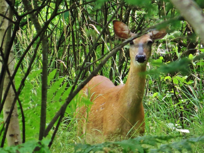 Concerned Doe with cute fawn. North Bay, ON