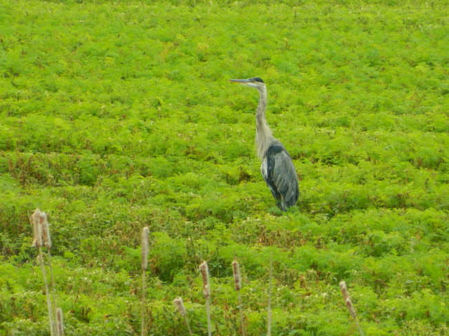 Heron standing in a field. Bradford West Gwillimbury, ON