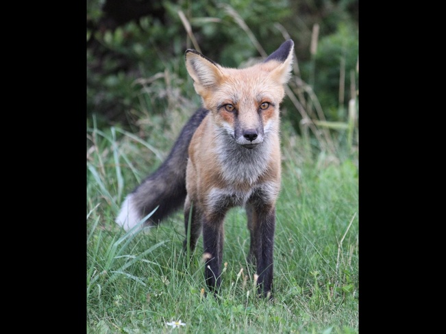 Fox at cavendish parkway Charlottetown PEI