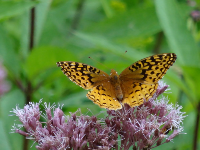 Great Spangled Fritillary Butterfly Cambridge, ON