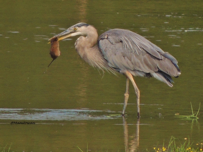 Nature Offers Up Dinner For Blue Heron delta, bc