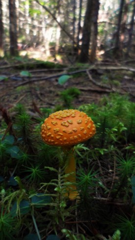 Bumpy Mushroom Oromocto, NB