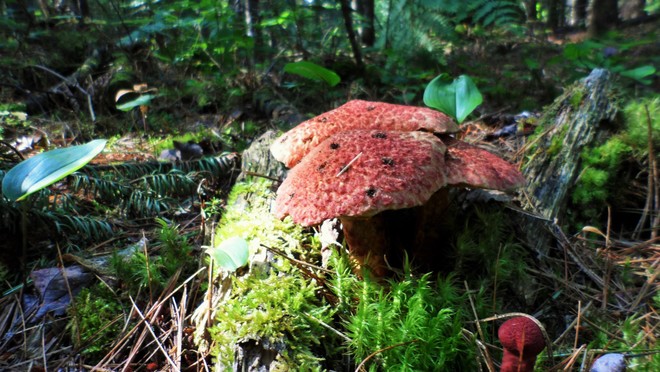 Red Mushroom Oromocto, NB