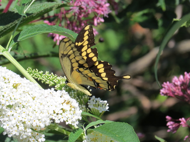Butterfly Ottawa, ON