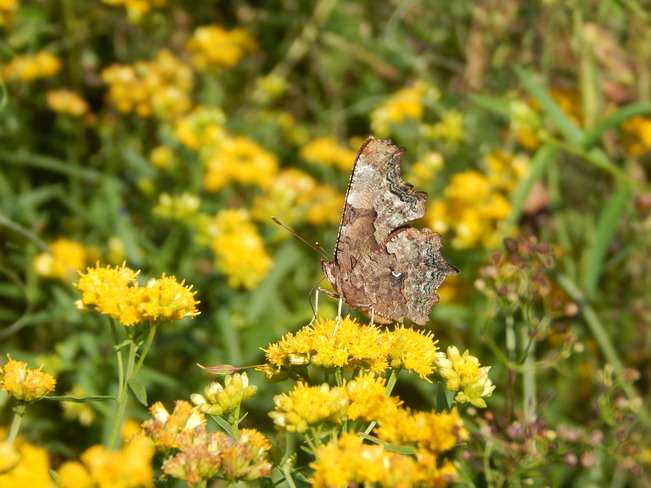 Pretty Butterfly Maltais, NB
