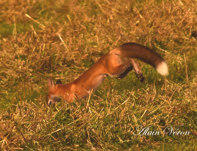 Animal Red Fox 08-24-18937 Bradford West Gwillimbury, ON