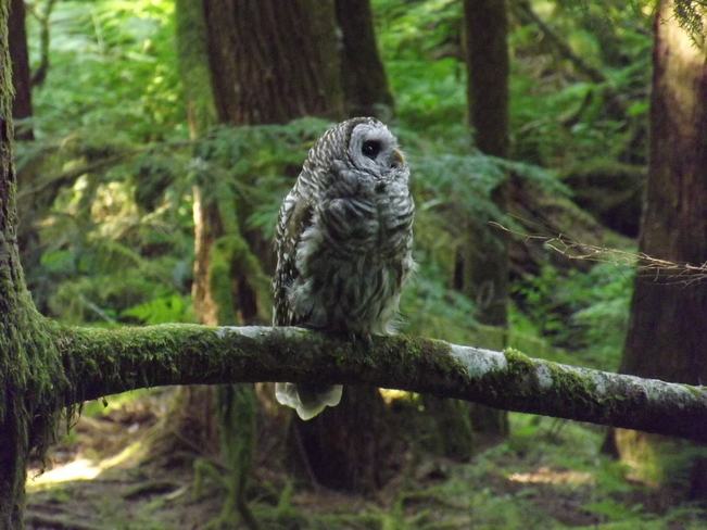 owl by day Stawamus Chief Provincial Park, Squamish, BC