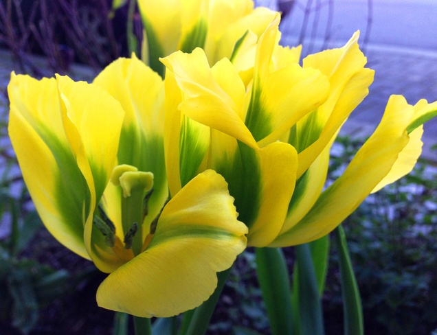 Silken tulips Vancouver, BC