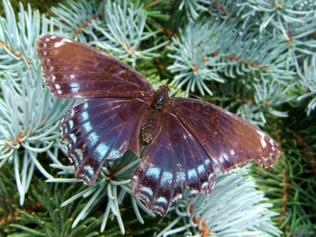 Blue Butterfly Cambridge, ON