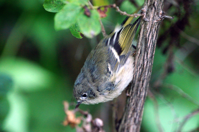 Ruby Crowned Kinglet Olds, AB