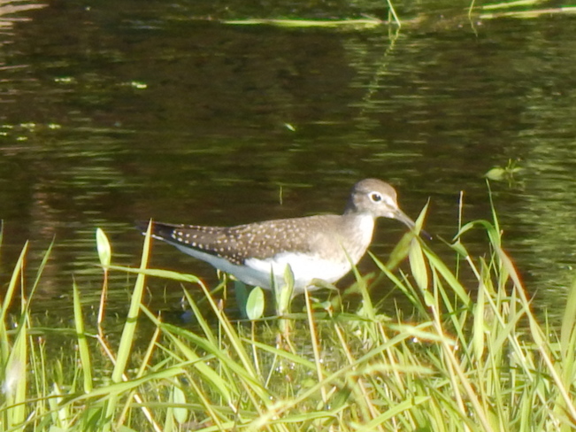 The Spotted sandpipers. Atholville, NB