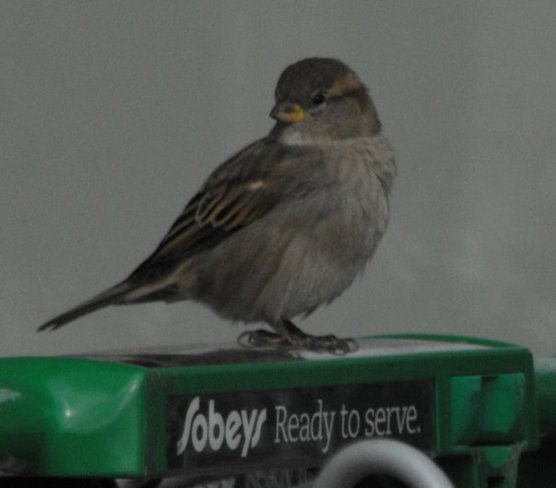 Sparrow sitting out the rain. Windsor, ON