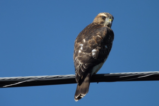 Falcon Hawk Pembroke, Ontario Canada