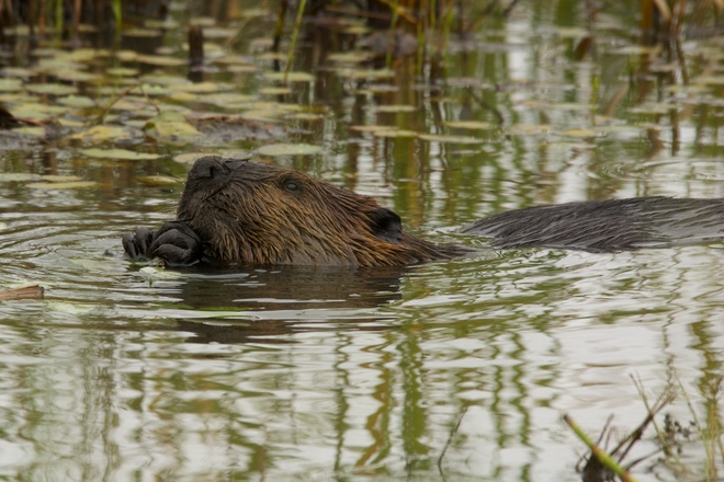 Hungry Beaver Simcoe, ON